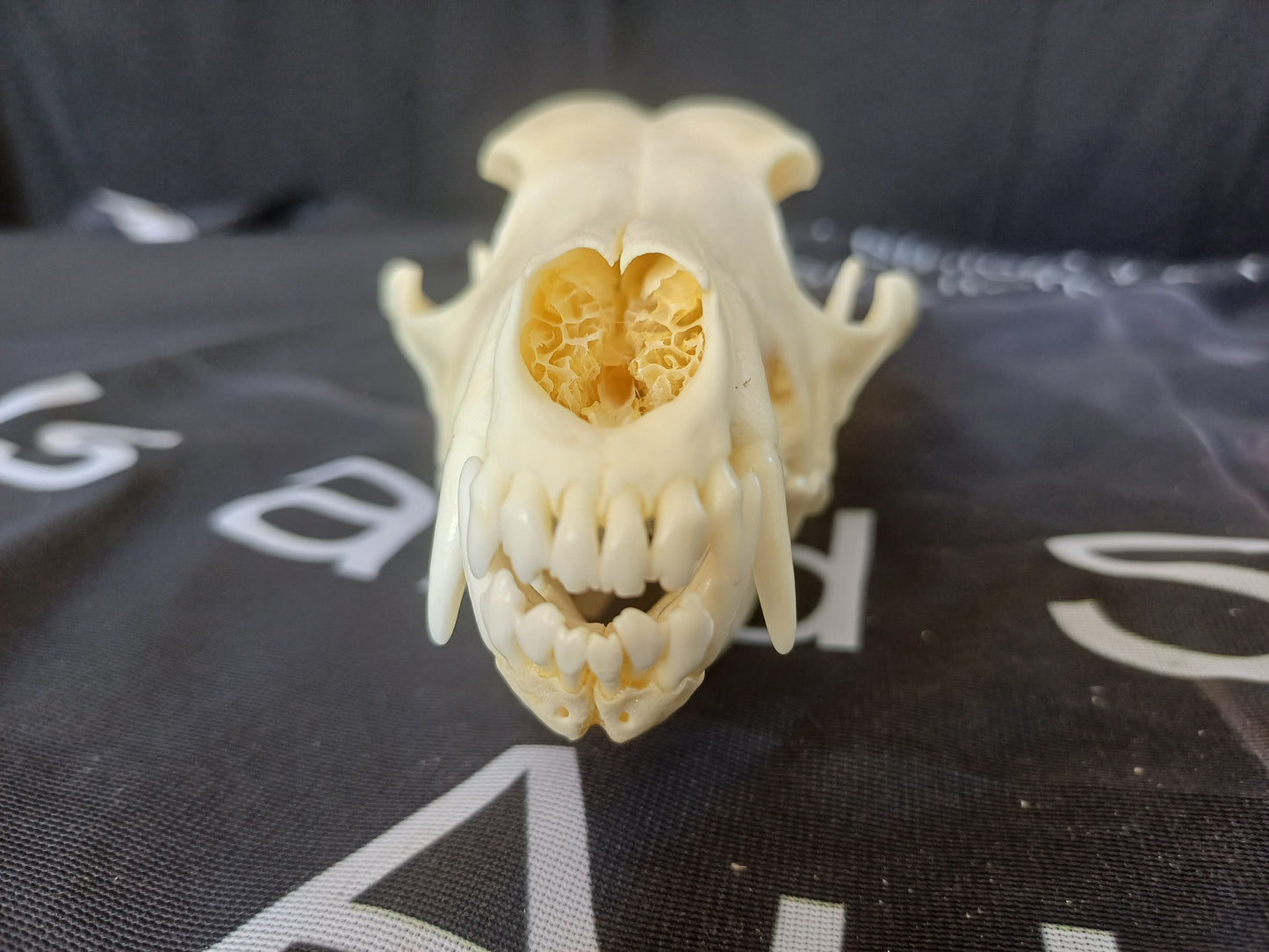 Black Backed Jackal Skull