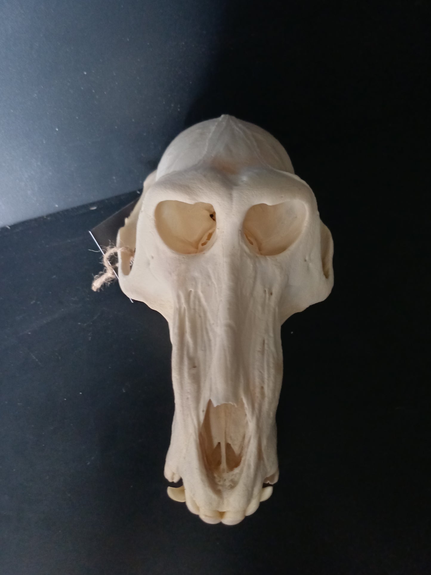Chacma Baboon skull - male CITES