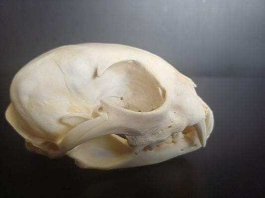 Lynx skull