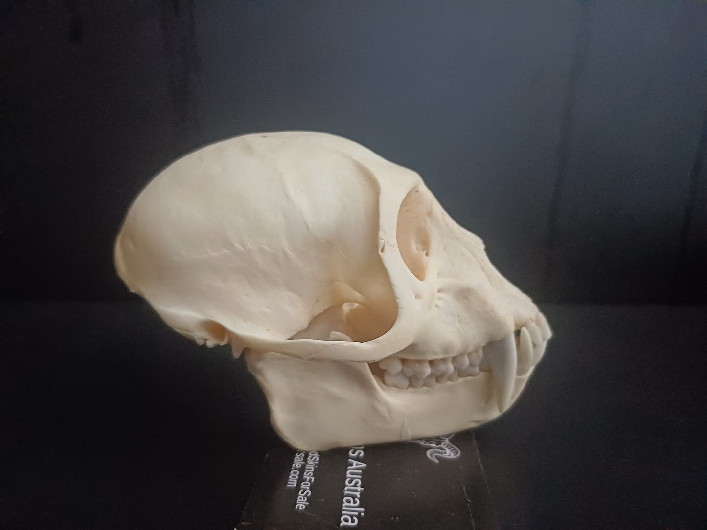 Vervet Monkey Skull - Male