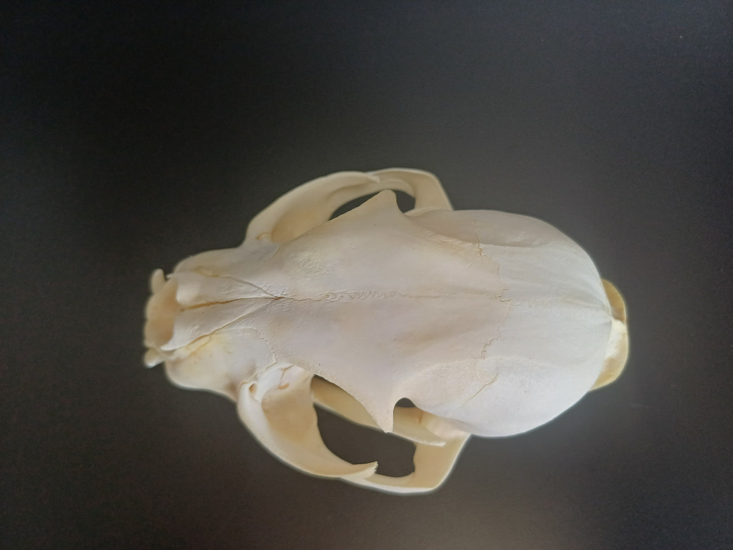 Lynx skull
