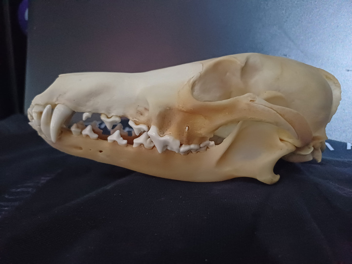 Coyote Skull