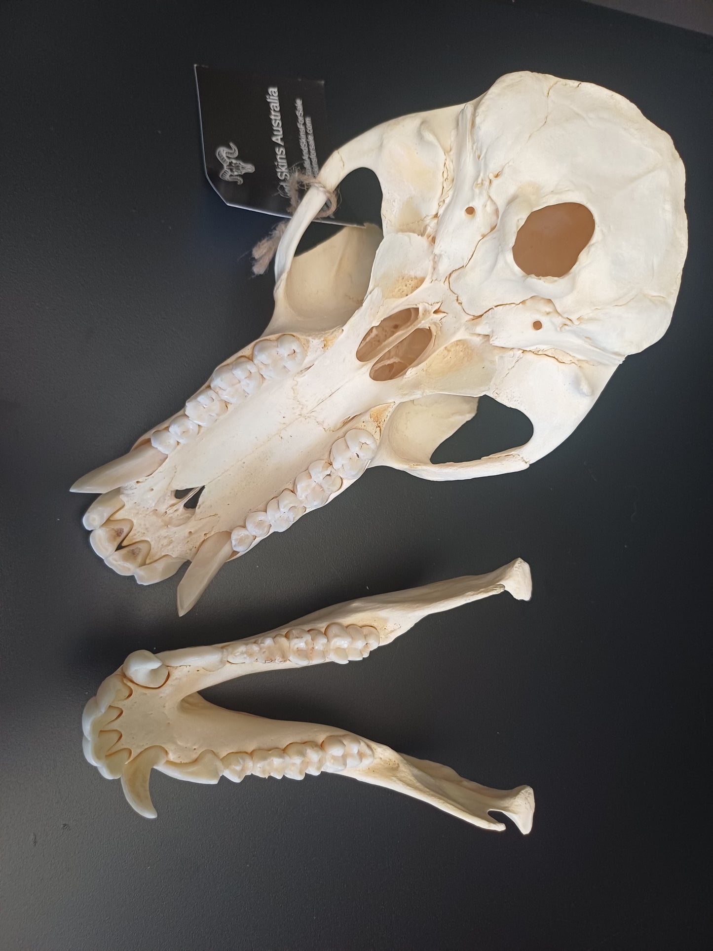 Chachma Baboon skull - male CITES