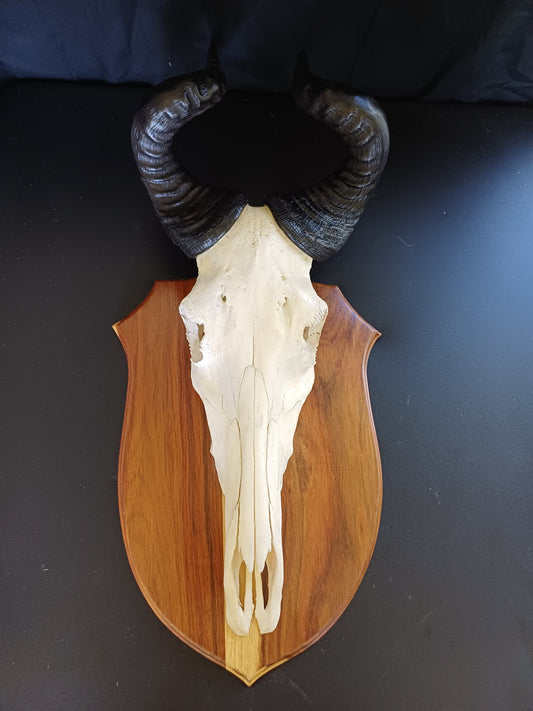 Red Hartebeest skull on shield