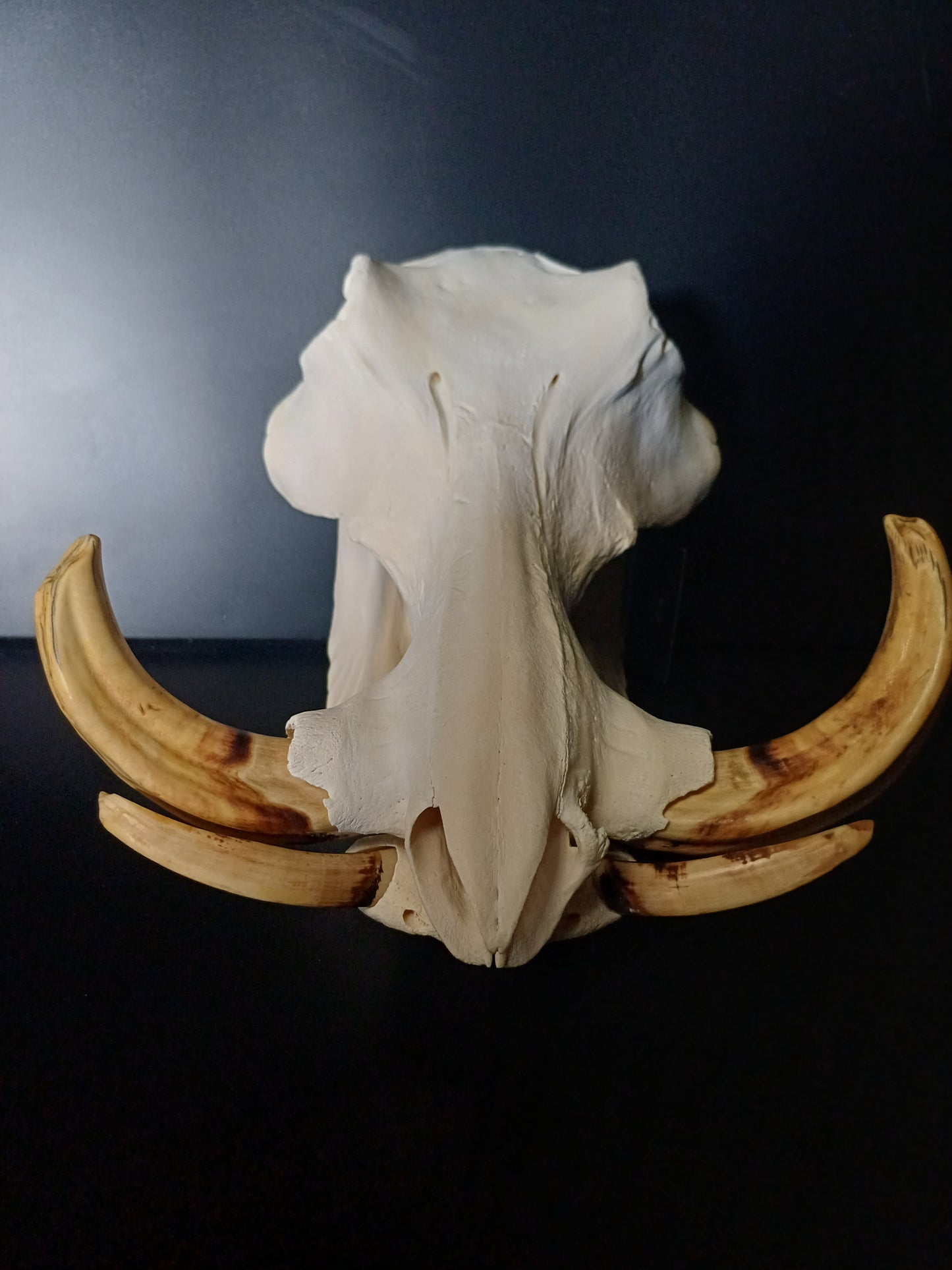 Warthog skull