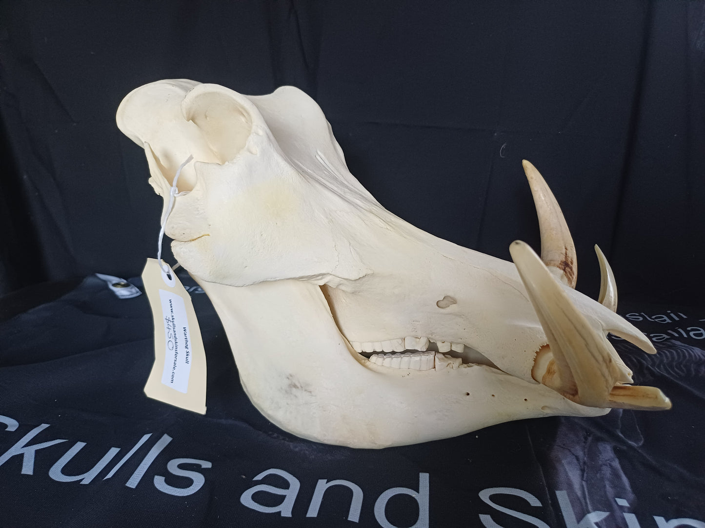 XL Warthog skull