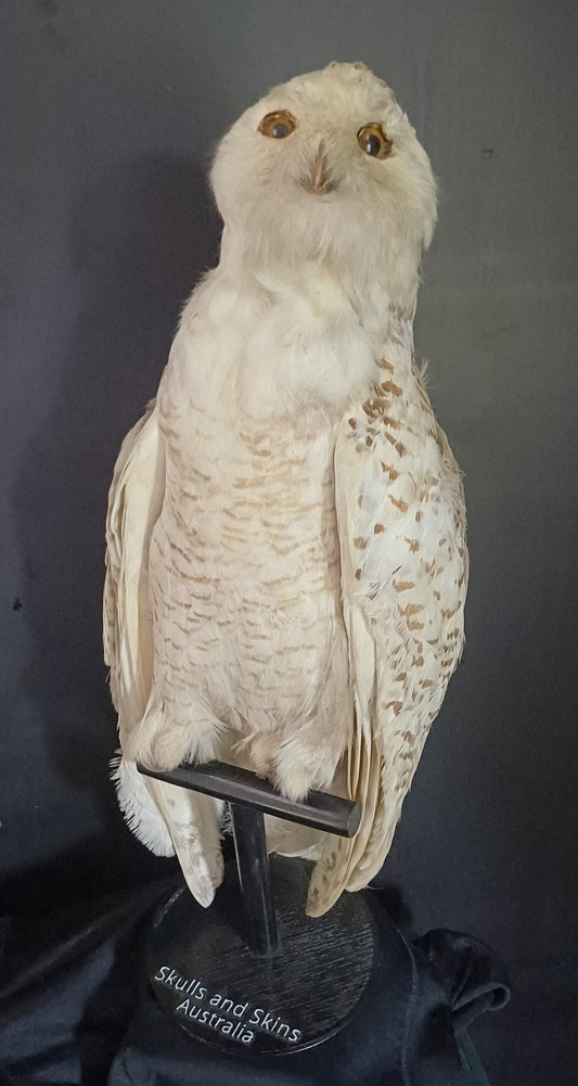 Snowy Owl (CITES)