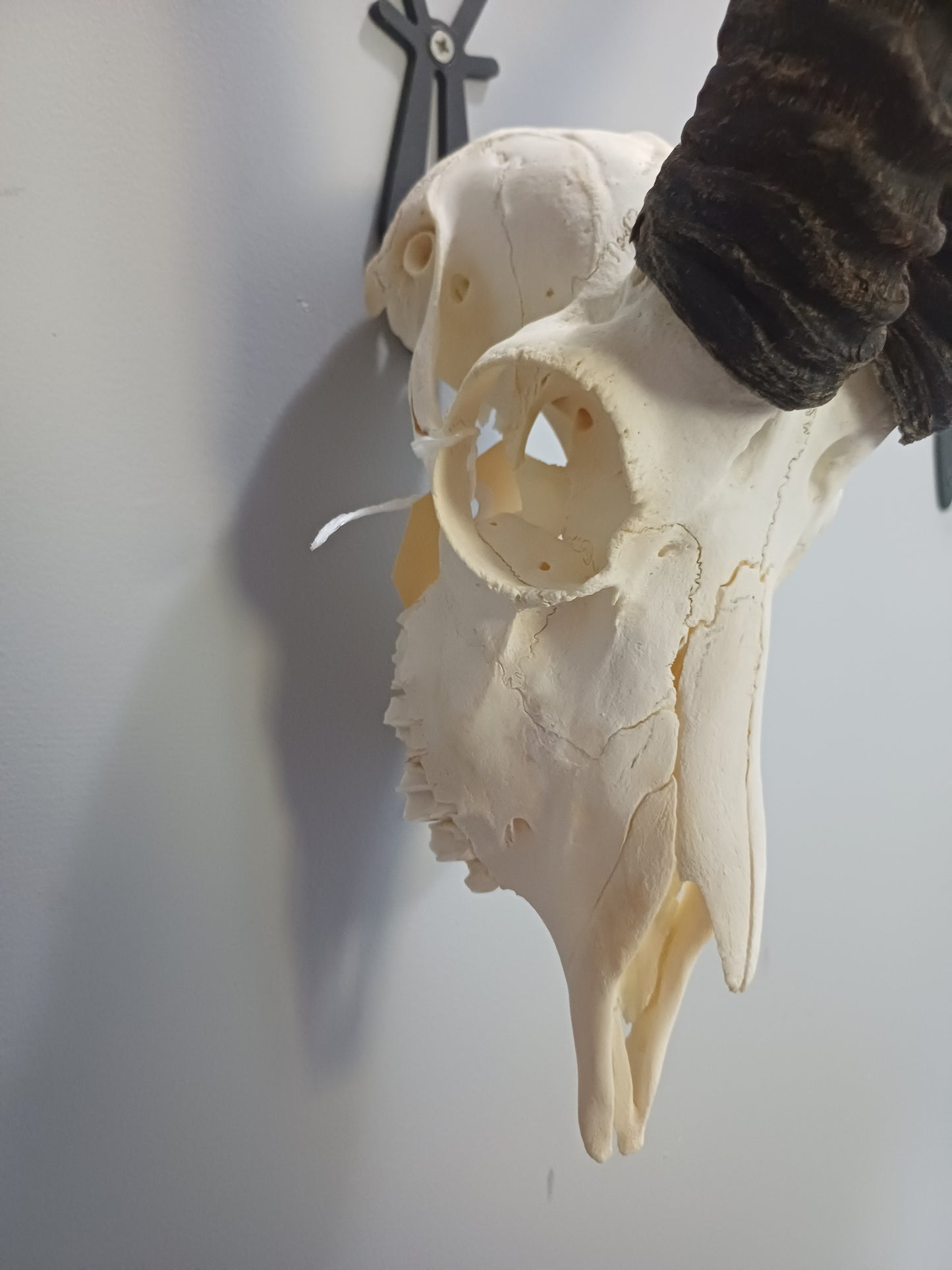 Male springbok skull