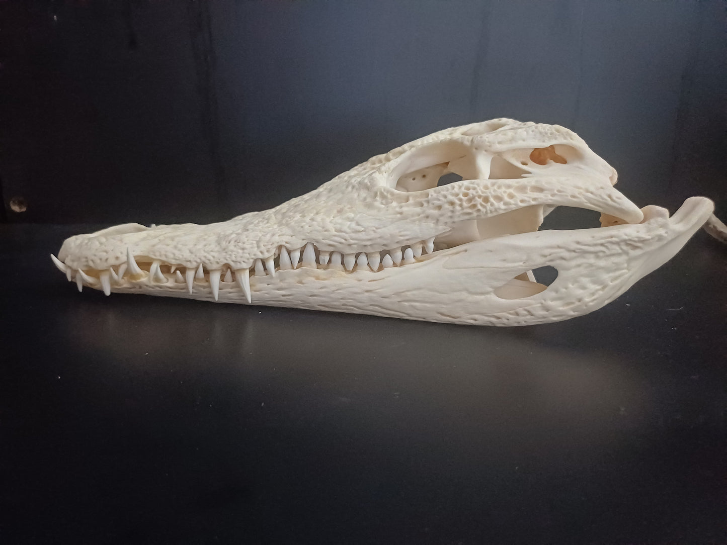 Nile Crocodile (CITES permit inc)