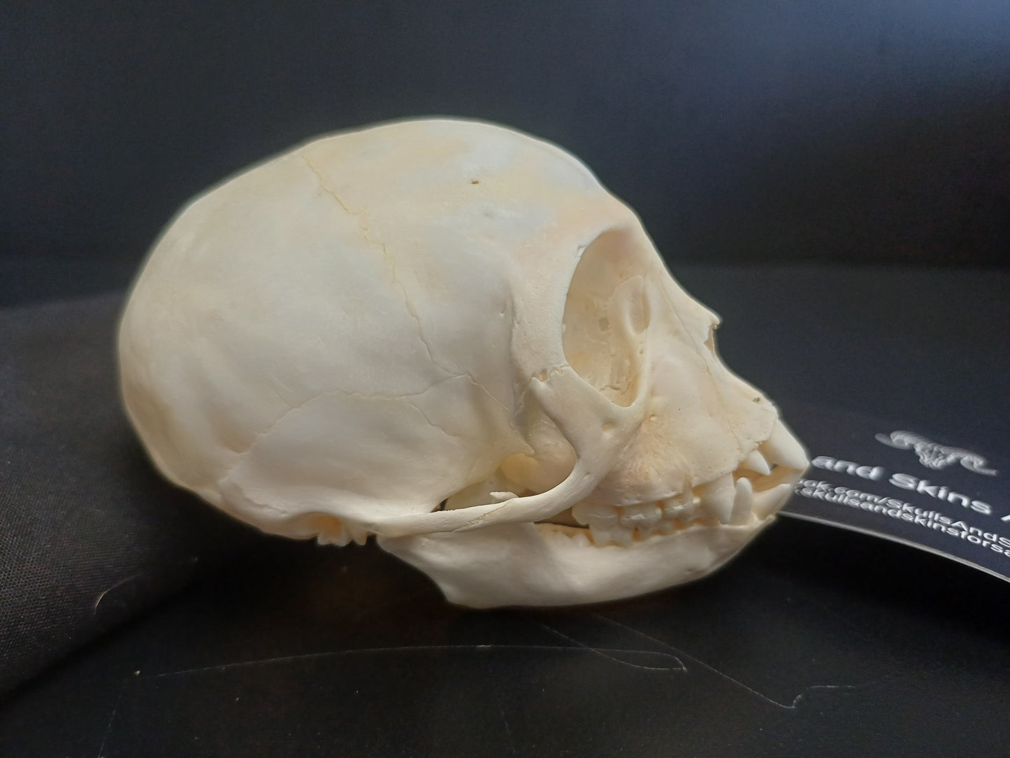 Vervet Monkey Skull - sub-adult