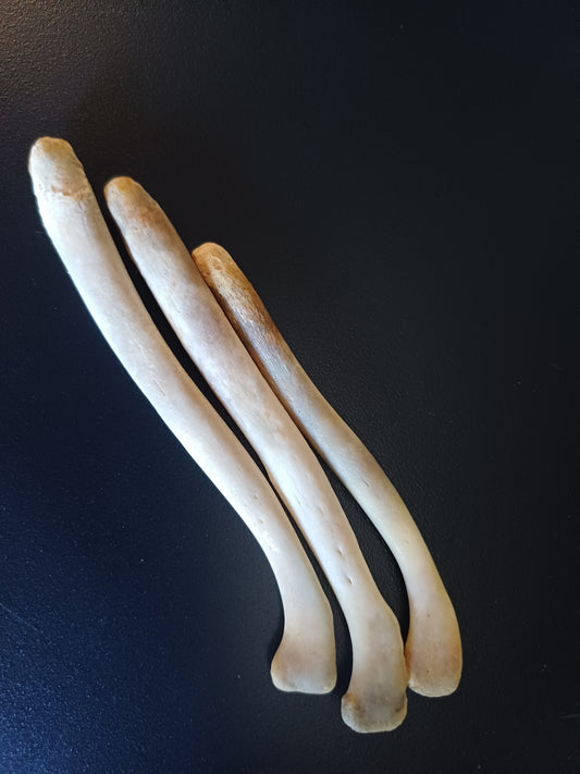 Otter baculum (CITES)