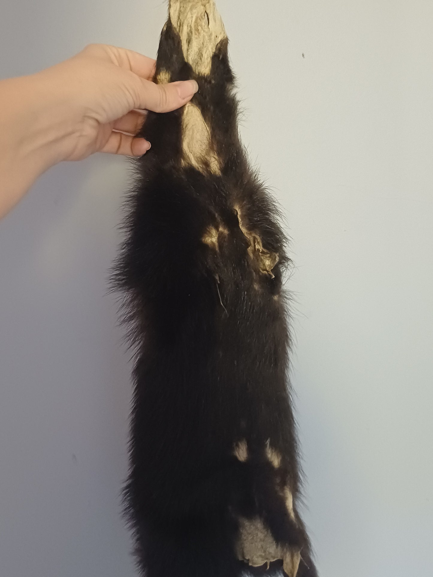 Skunk wall hanger