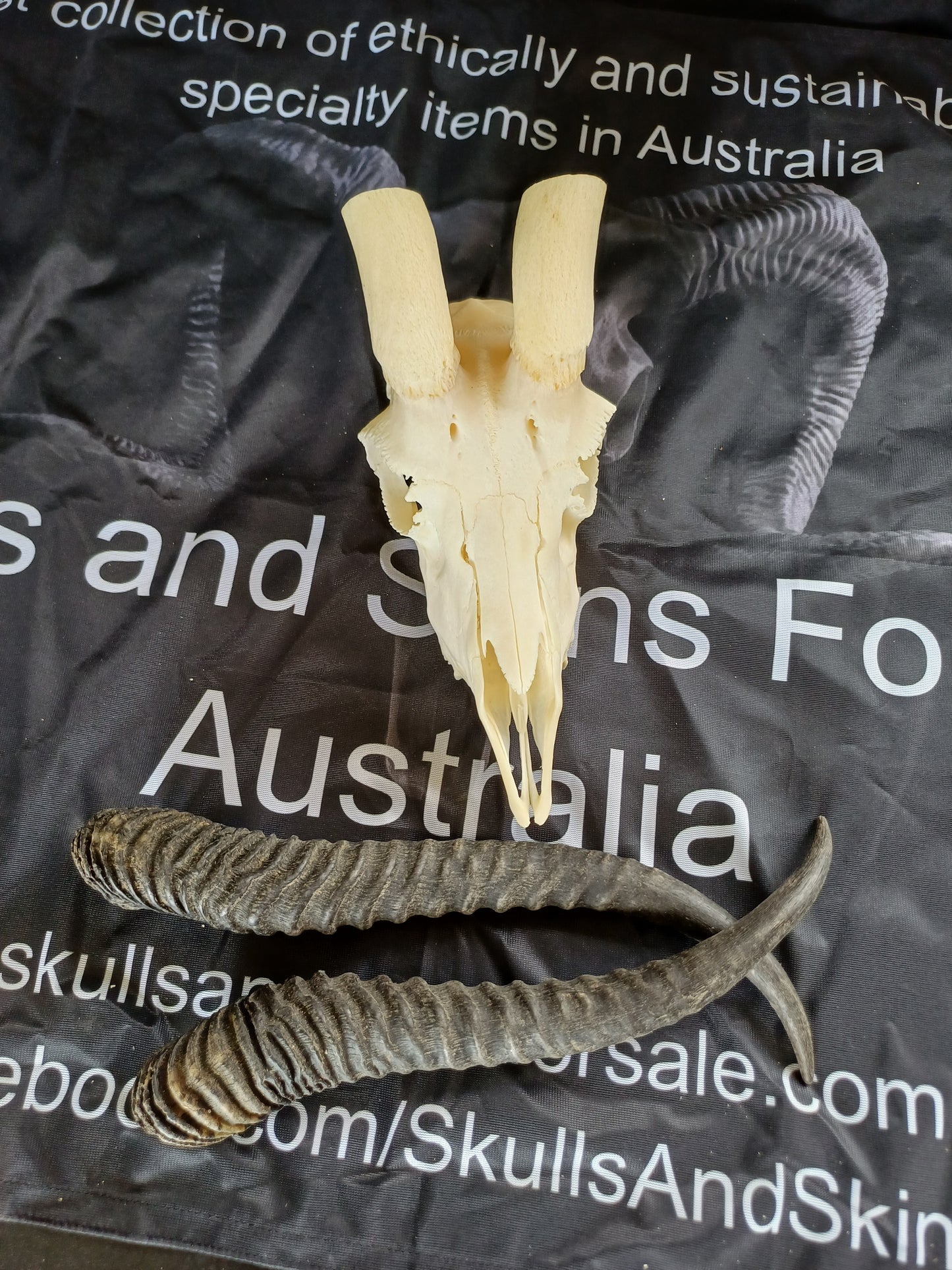 Male springbok skull