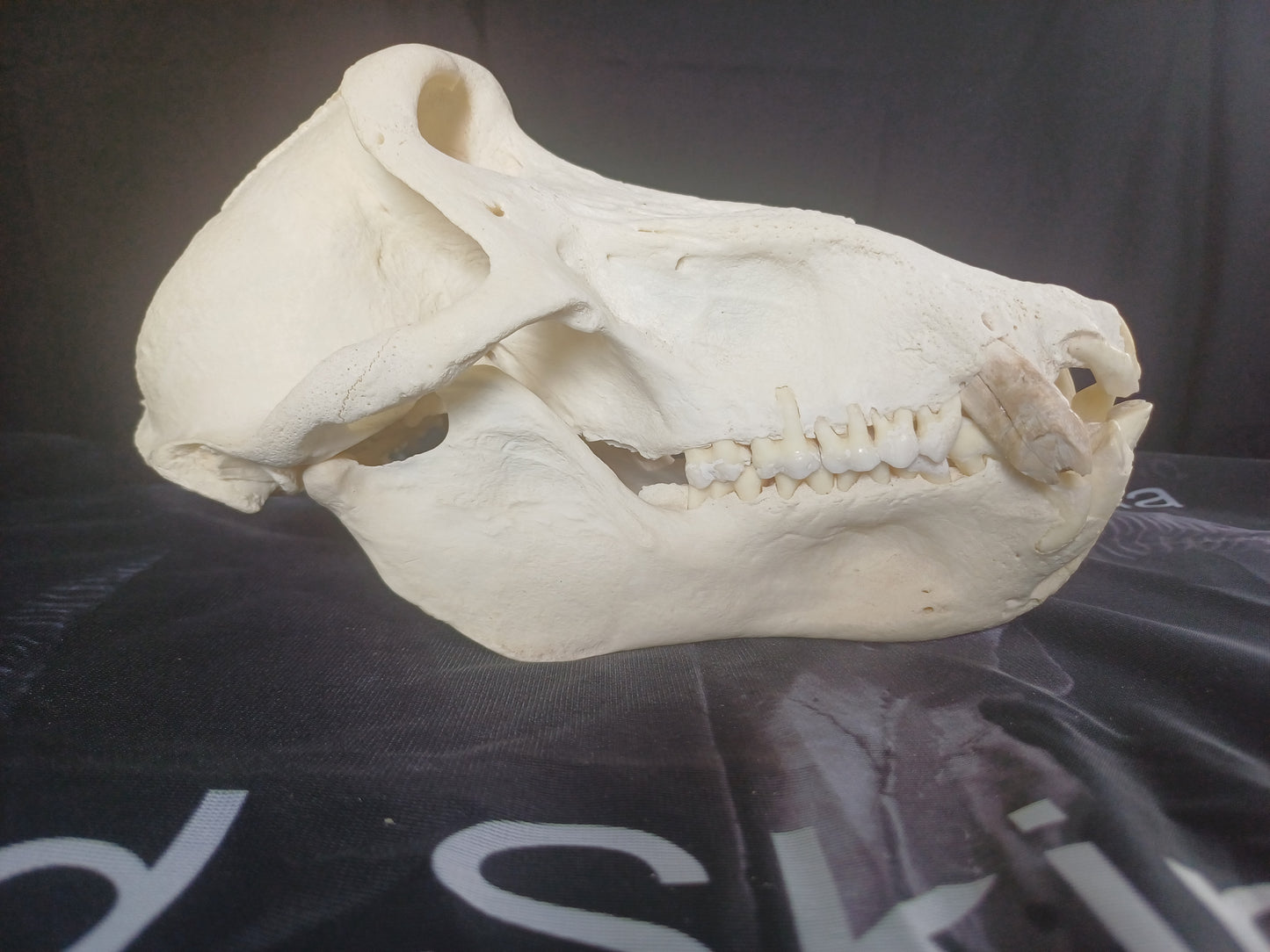 Chachma Baboon skull - male CITES (inc. shipping)