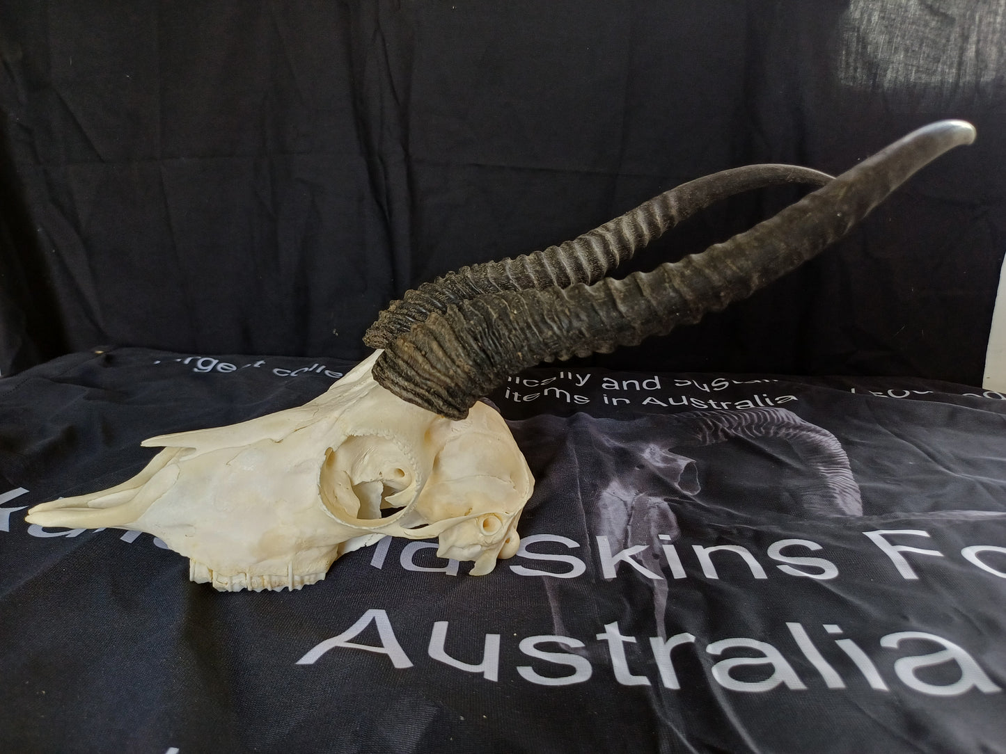 Male springbok skull