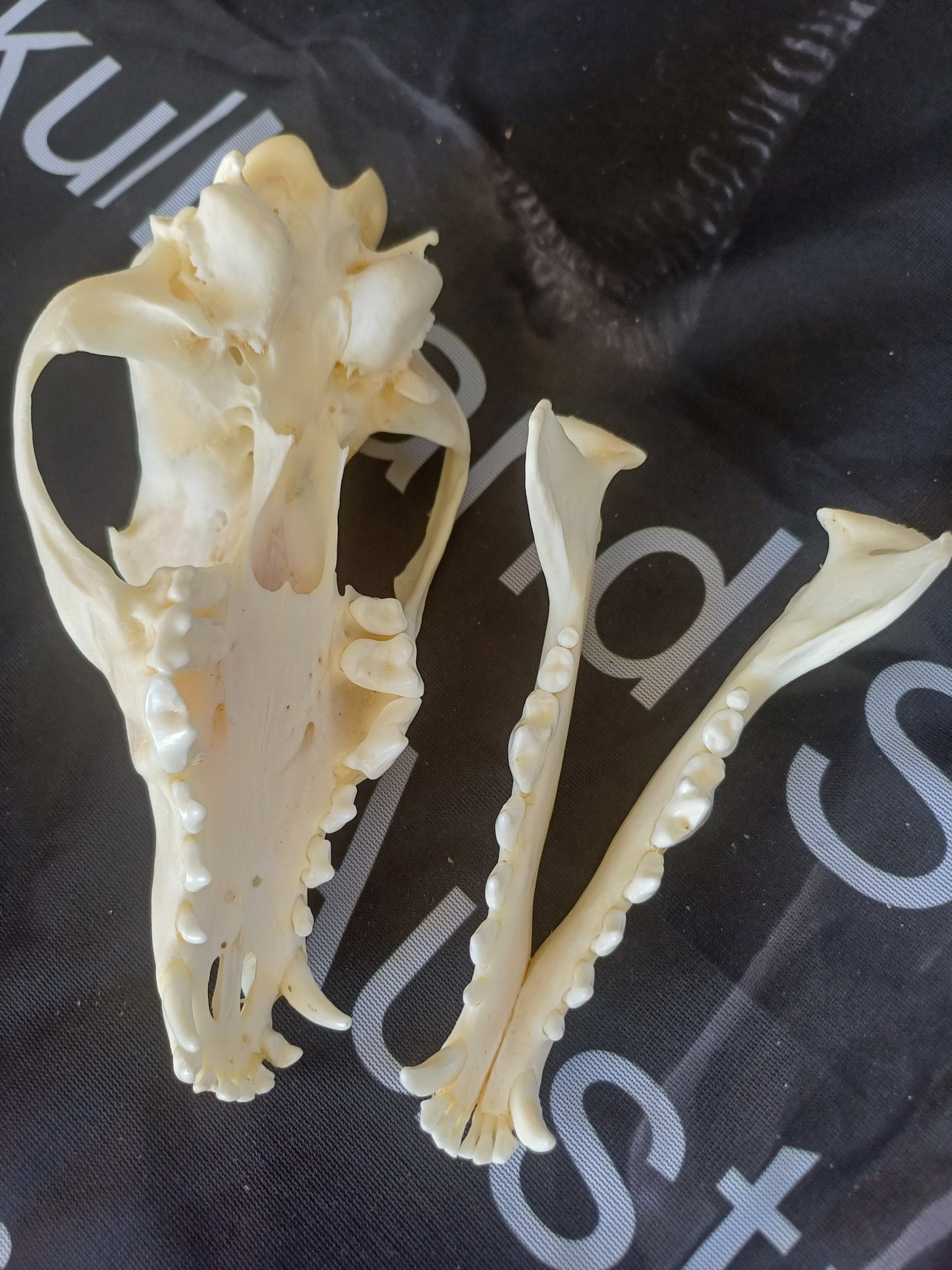 Black Backed Jackal Skull