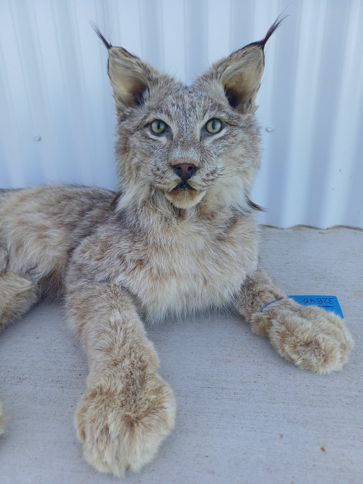 Lynx taxidermy mount