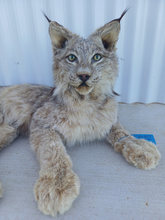 Lynx taxidermy mount