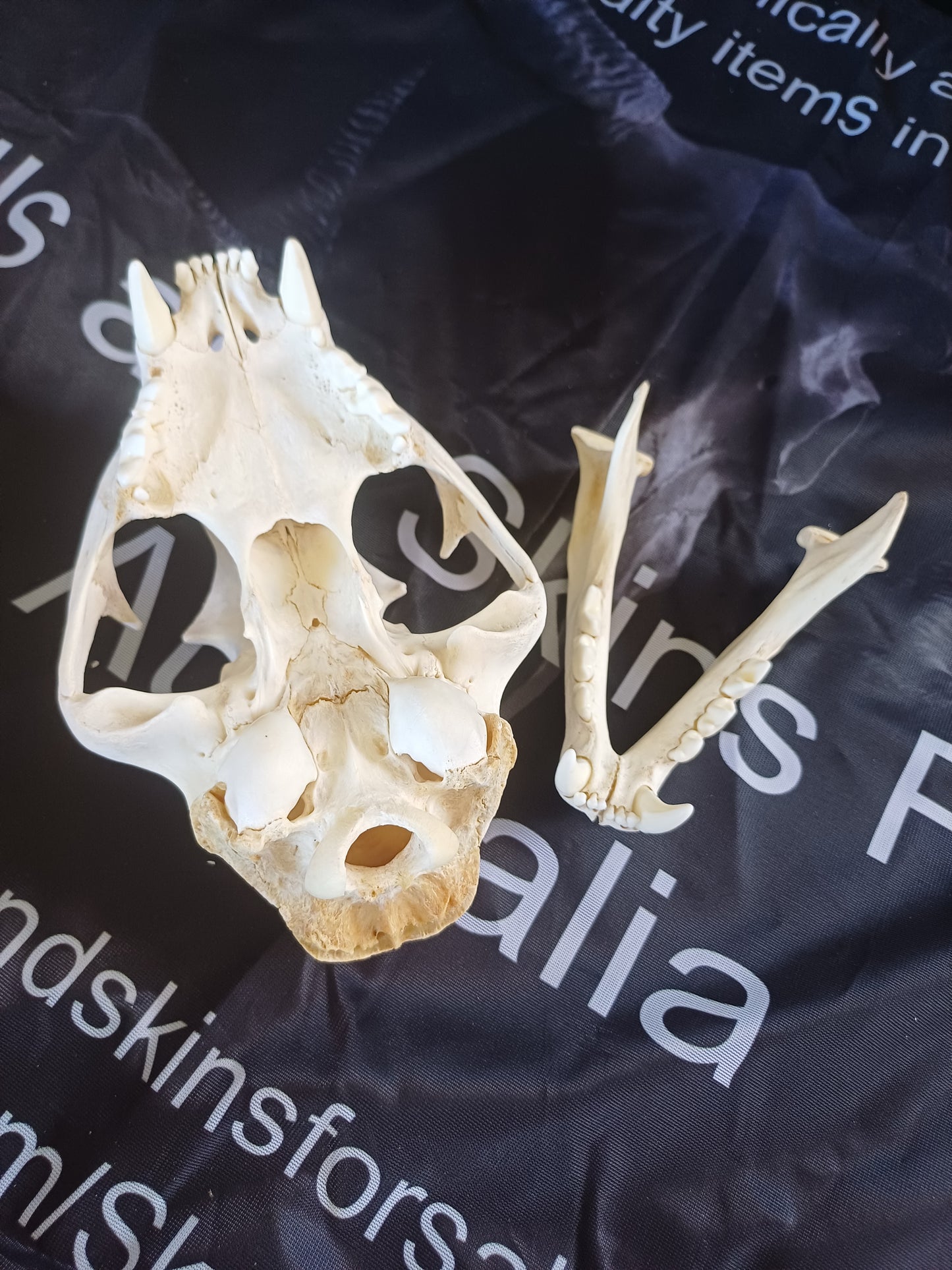 Cougar Skull