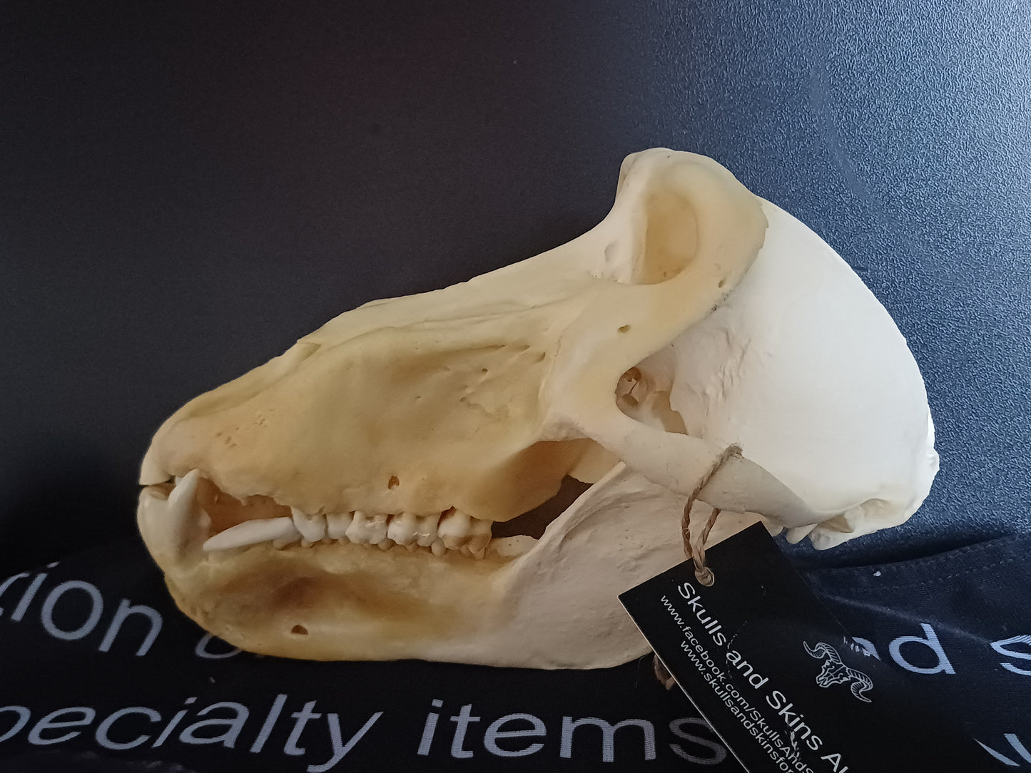 B Grade Chacma Baboon skull - male CITES