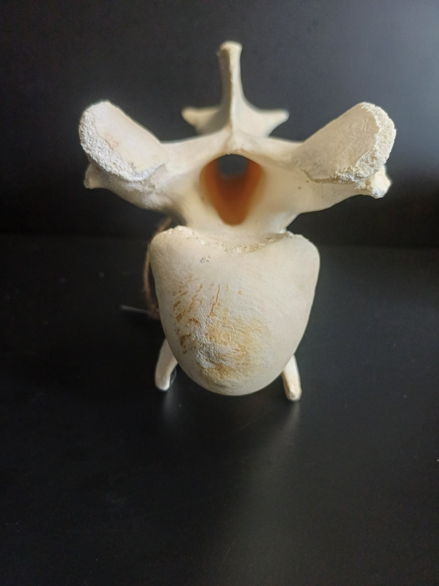 XL Giraffe Vertebrae (CITES permit inc)