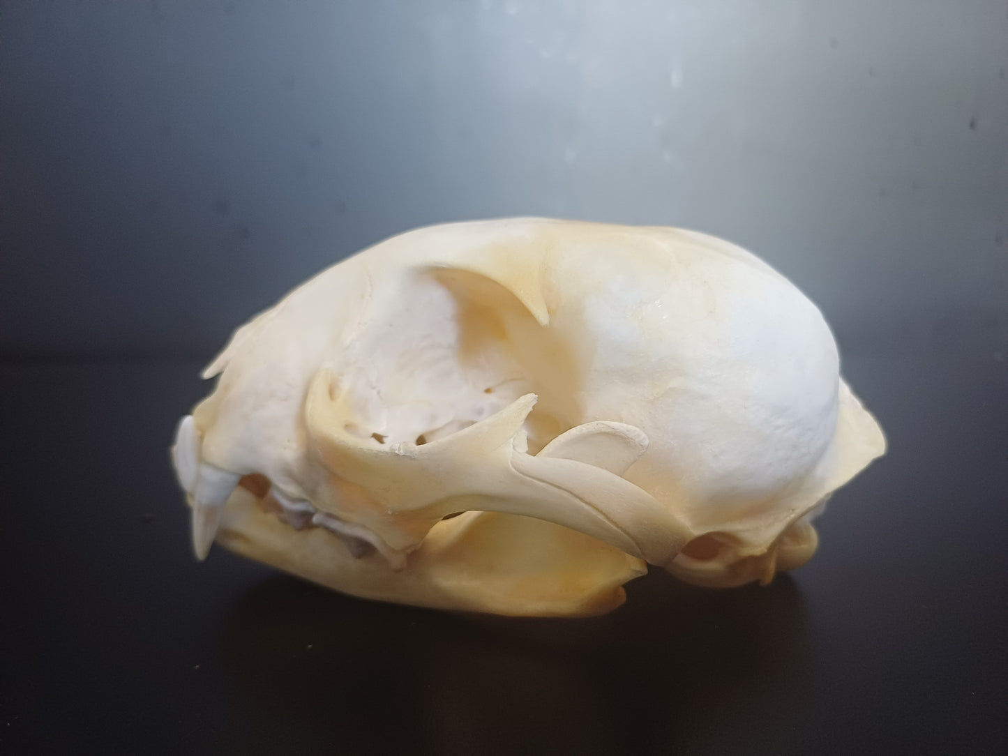 Lynx skull