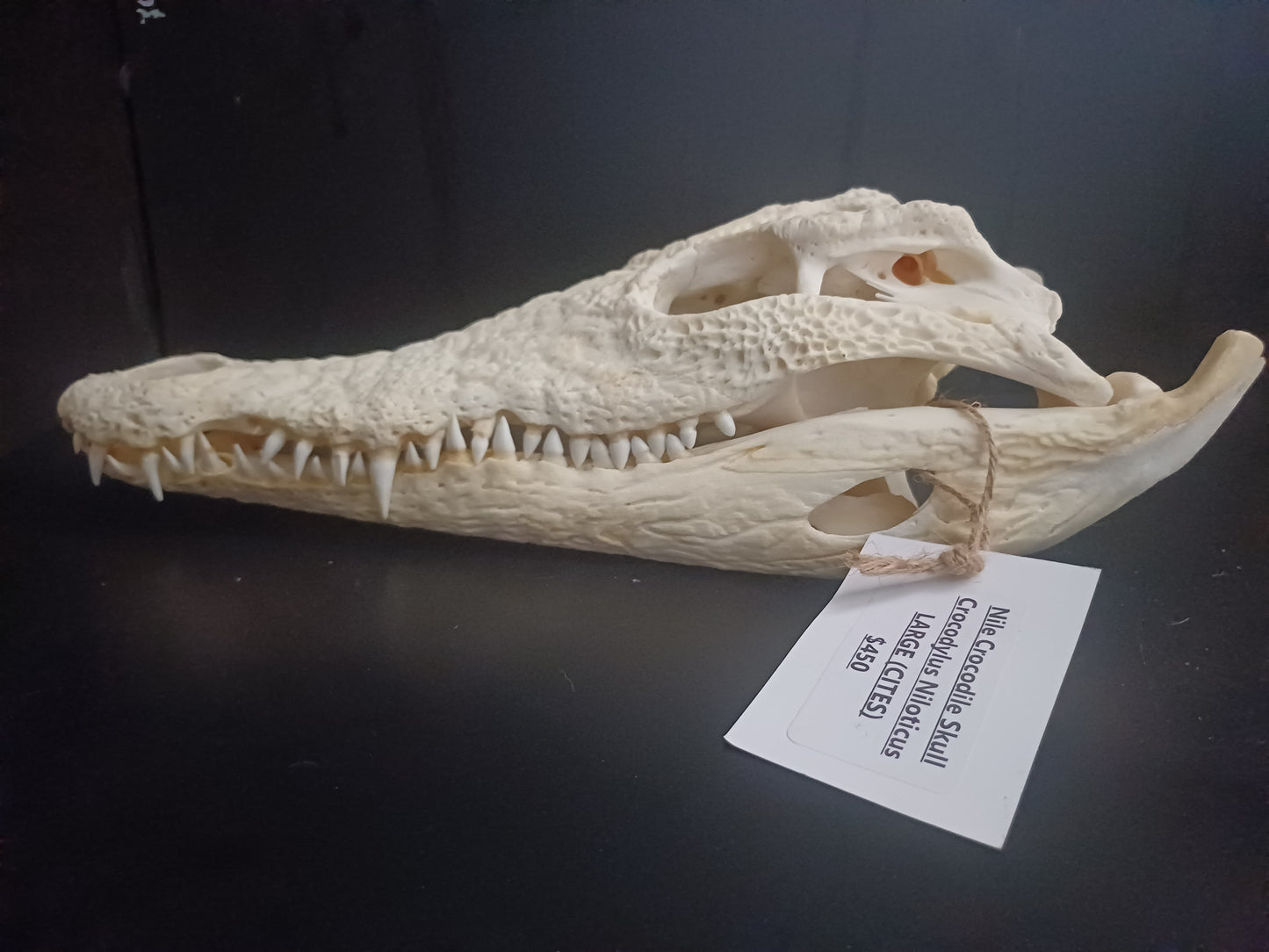 Large Nile Crocodile (CITES permit inc)