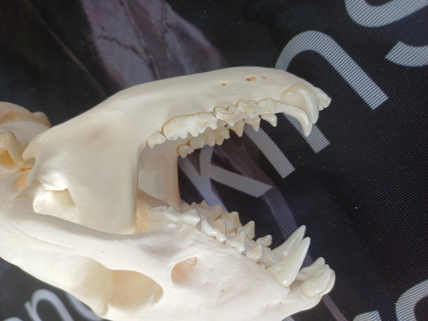 Badger Skull