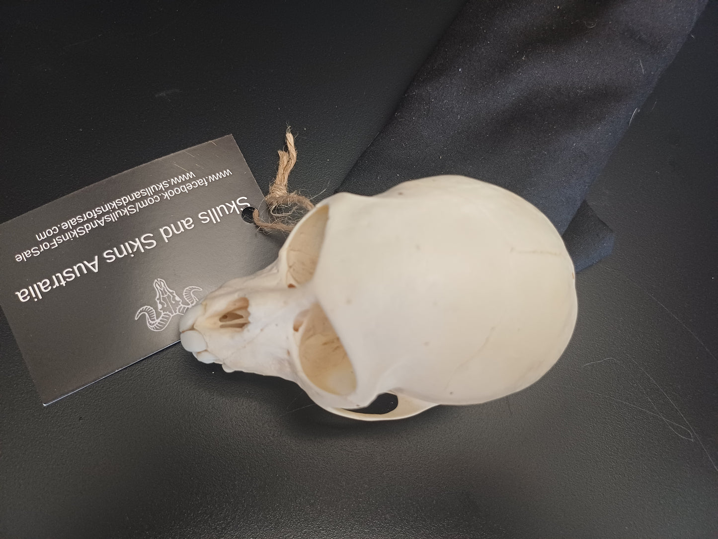 Vervet Monkey Skull - Female