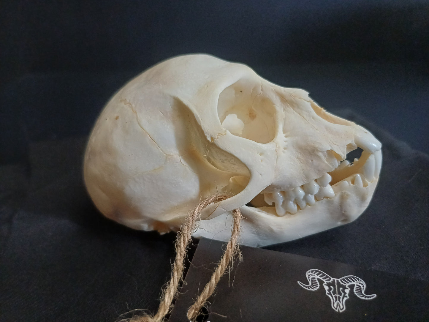 Vervet Monkey Skull - B Grade Sub Adult Female