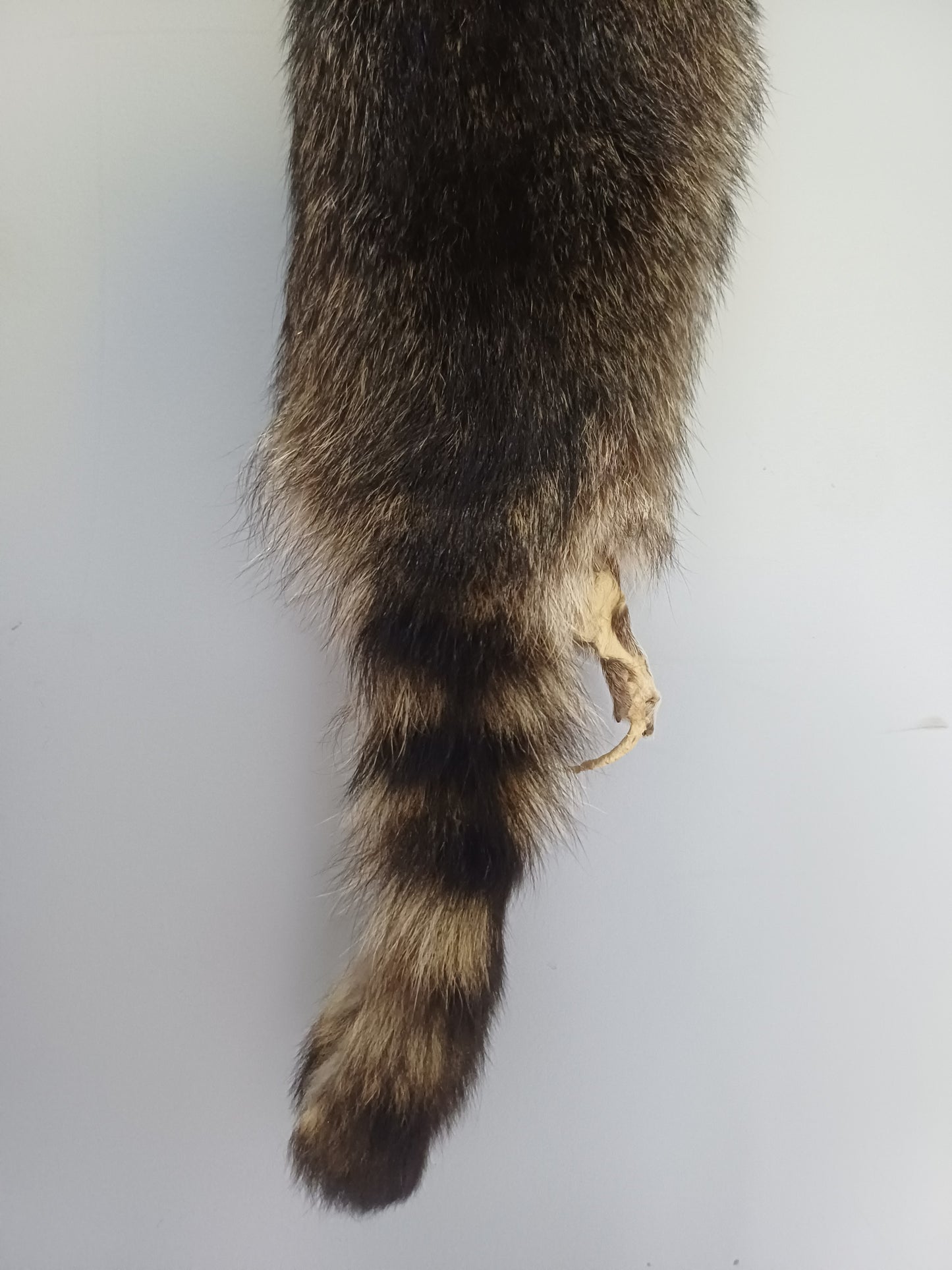 Raccoon wall hanger