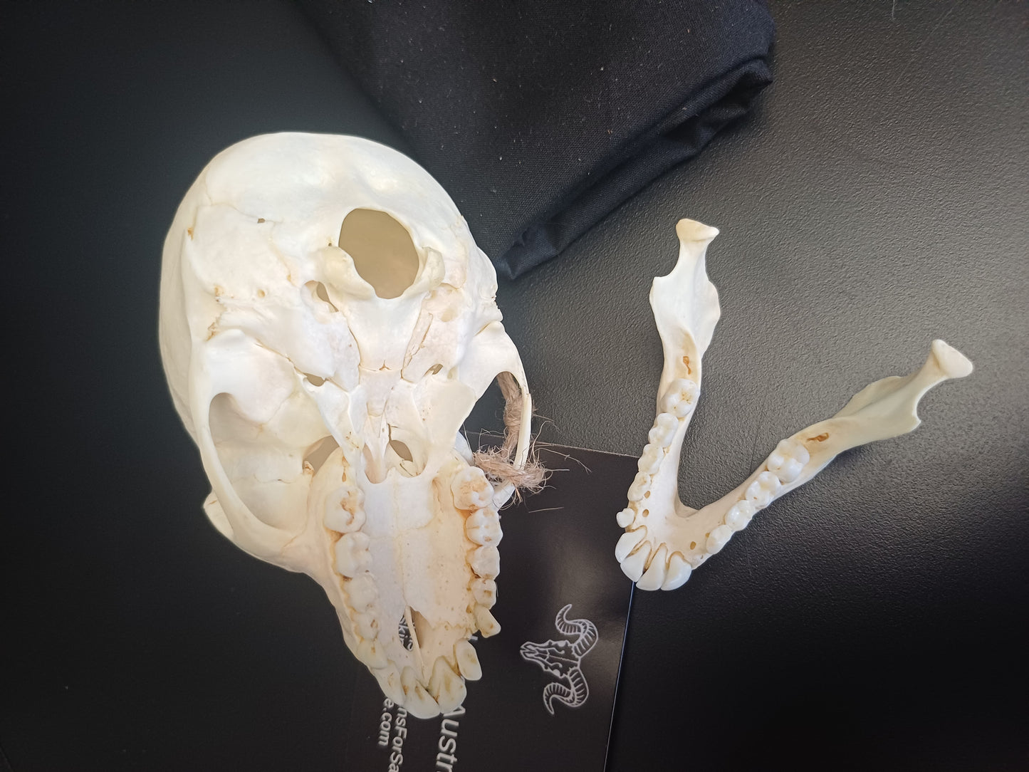 Vervet Monkey Skull - Female