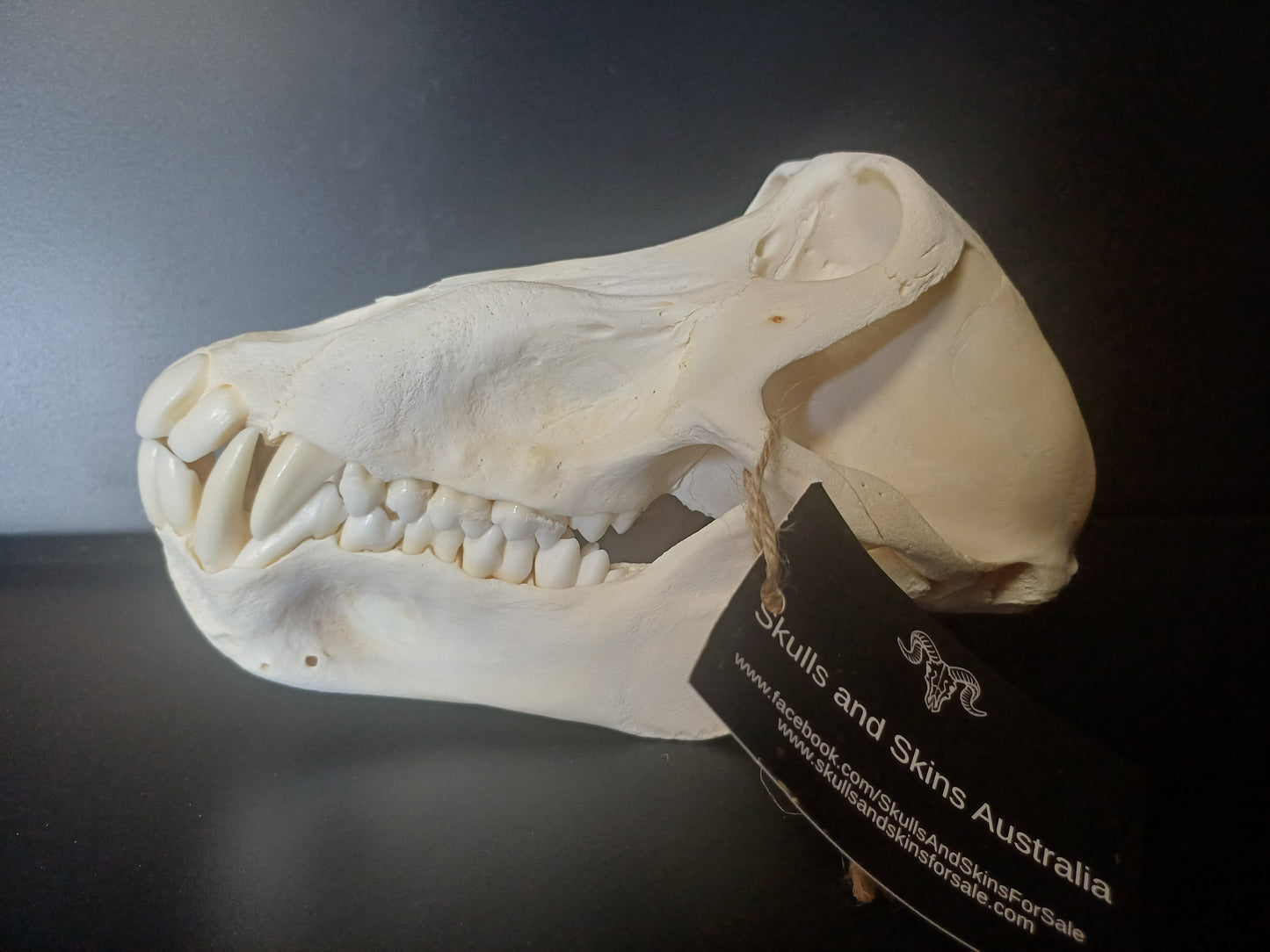 Chacma Baboon skull - sub adult male CITES