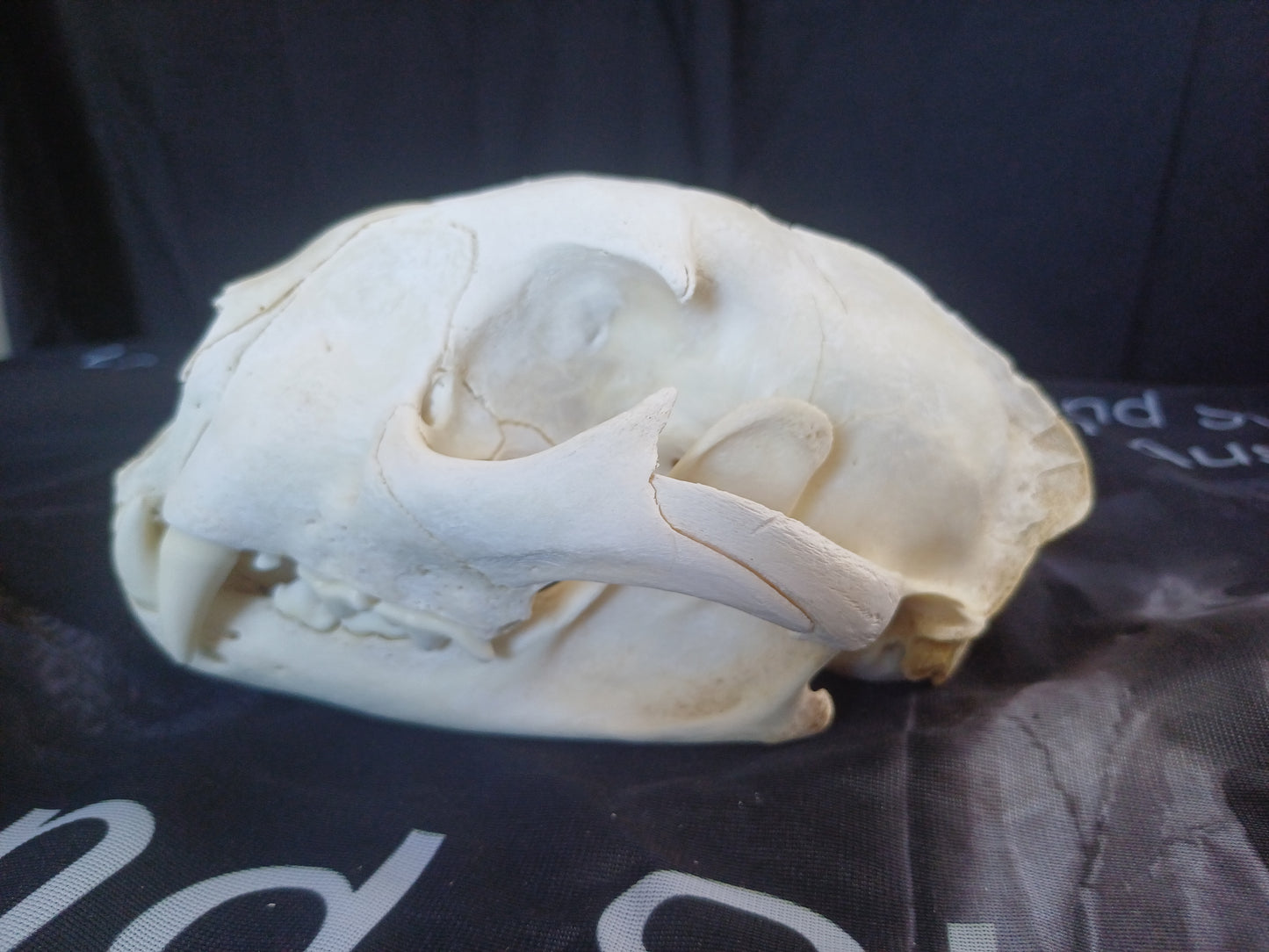 Cougar Skull