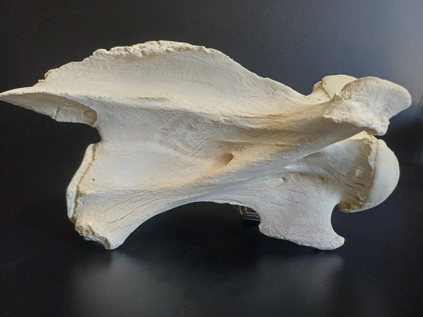 XL Giraffe Vertebrae (CITES permit inc)