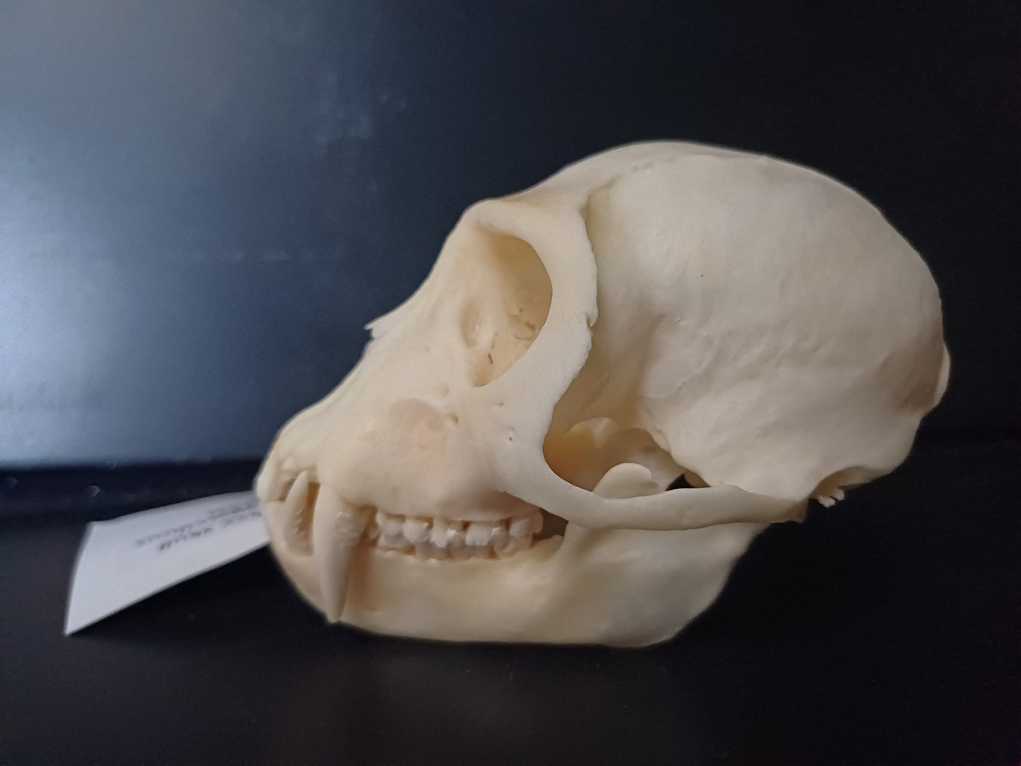Vervet Monkey Skull - Male