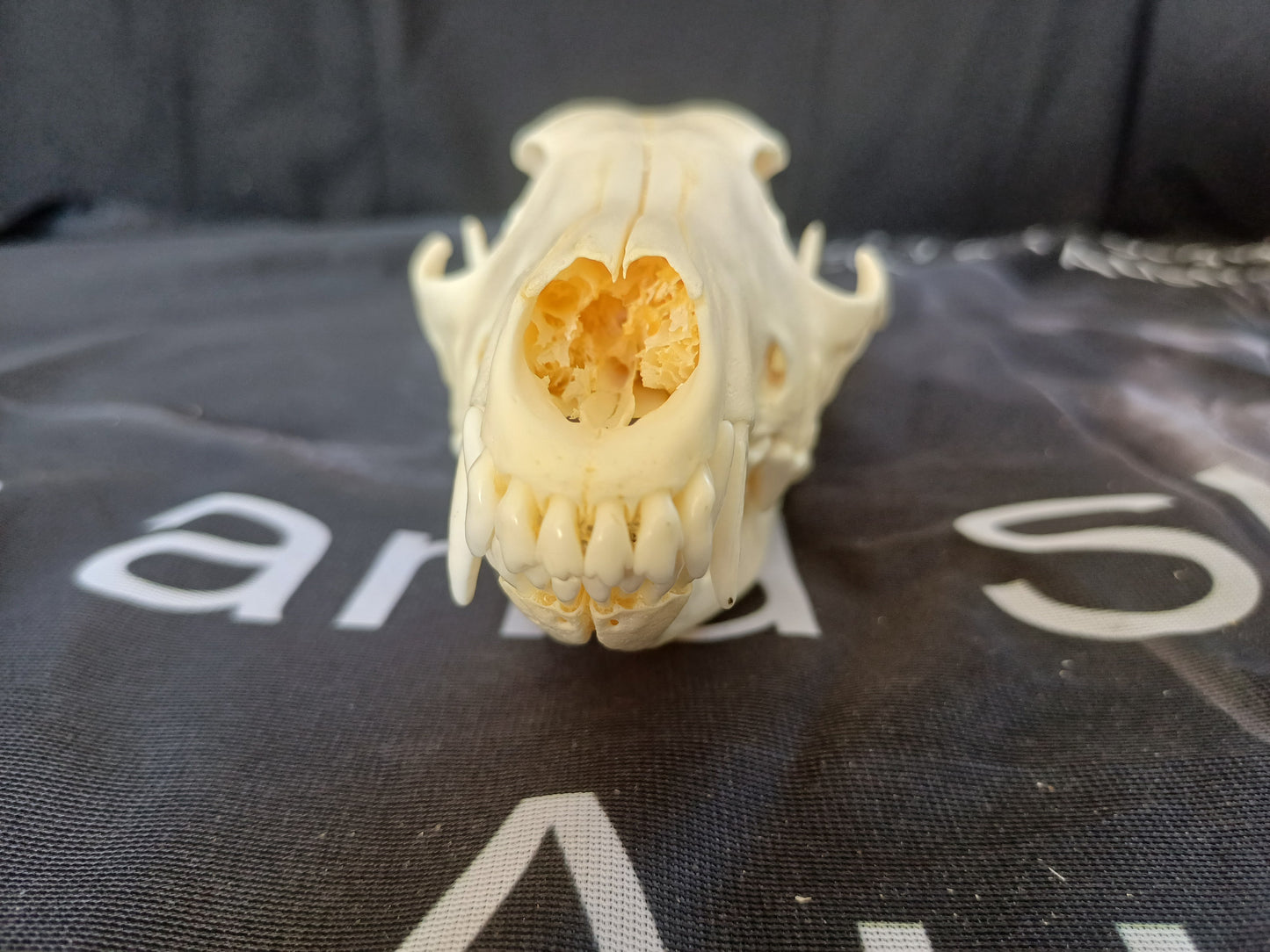 Black Backed Jackal Skull
