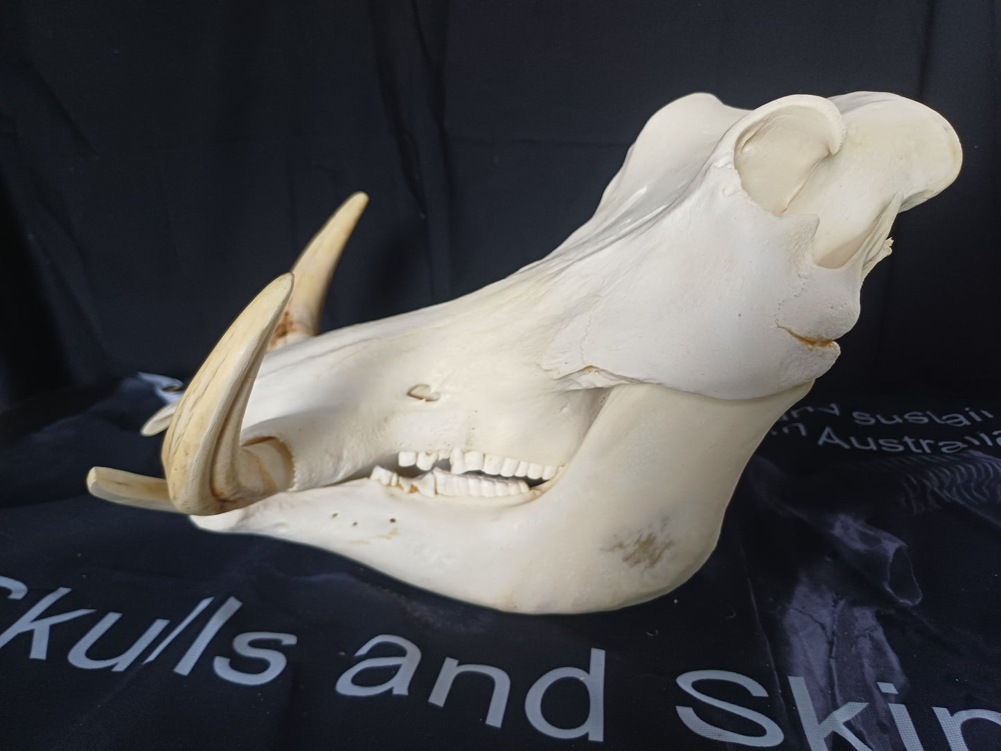 XL Warthog skull