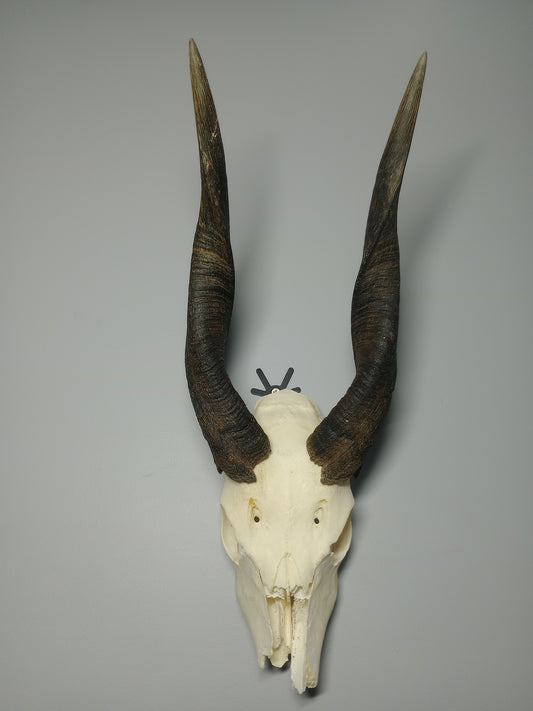 Bushbuck skull cap
