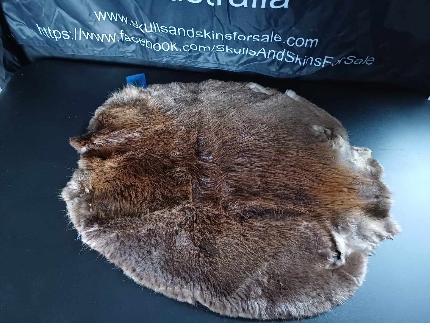 Beaver Pelt