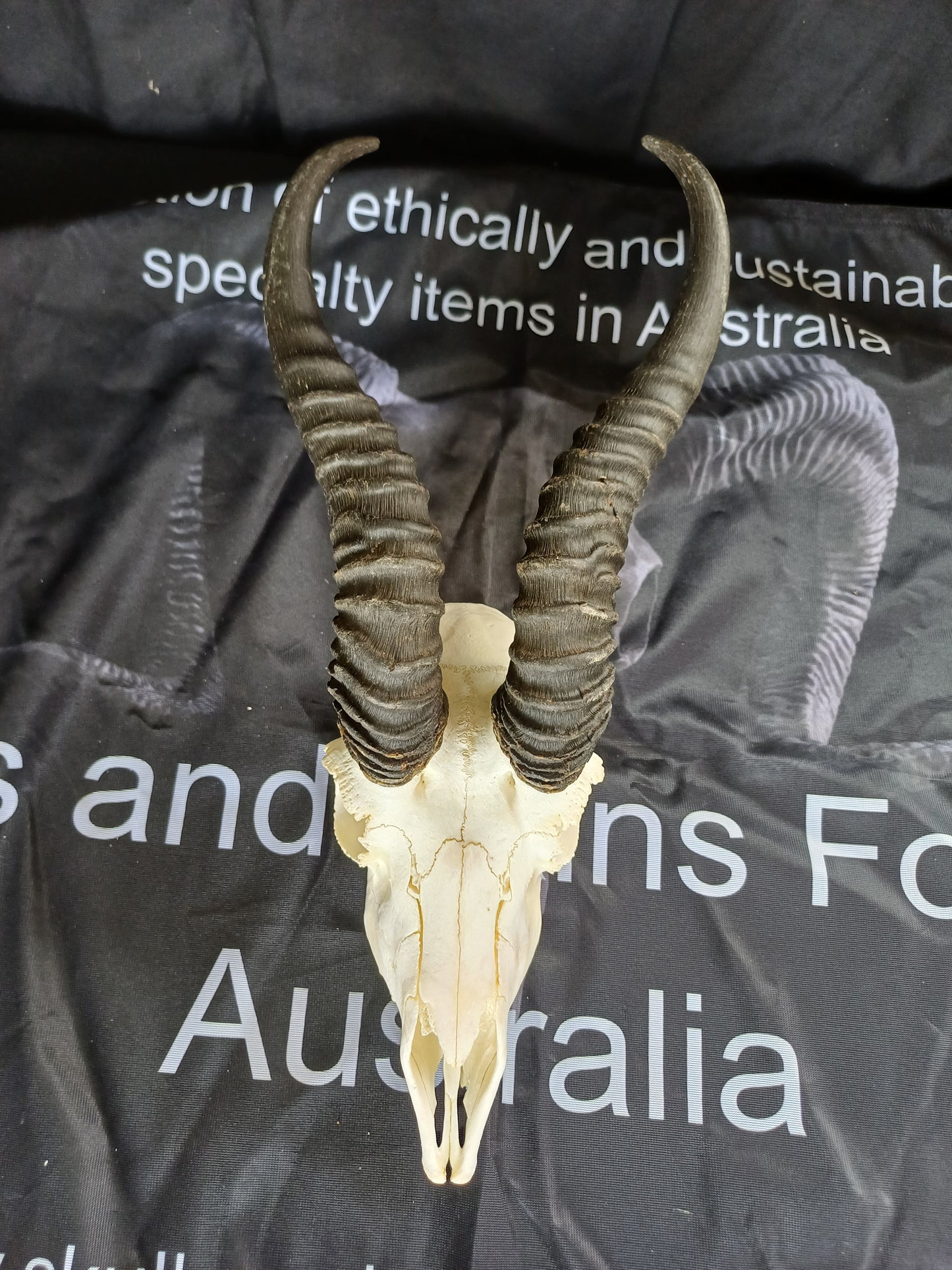 Male springbok skull