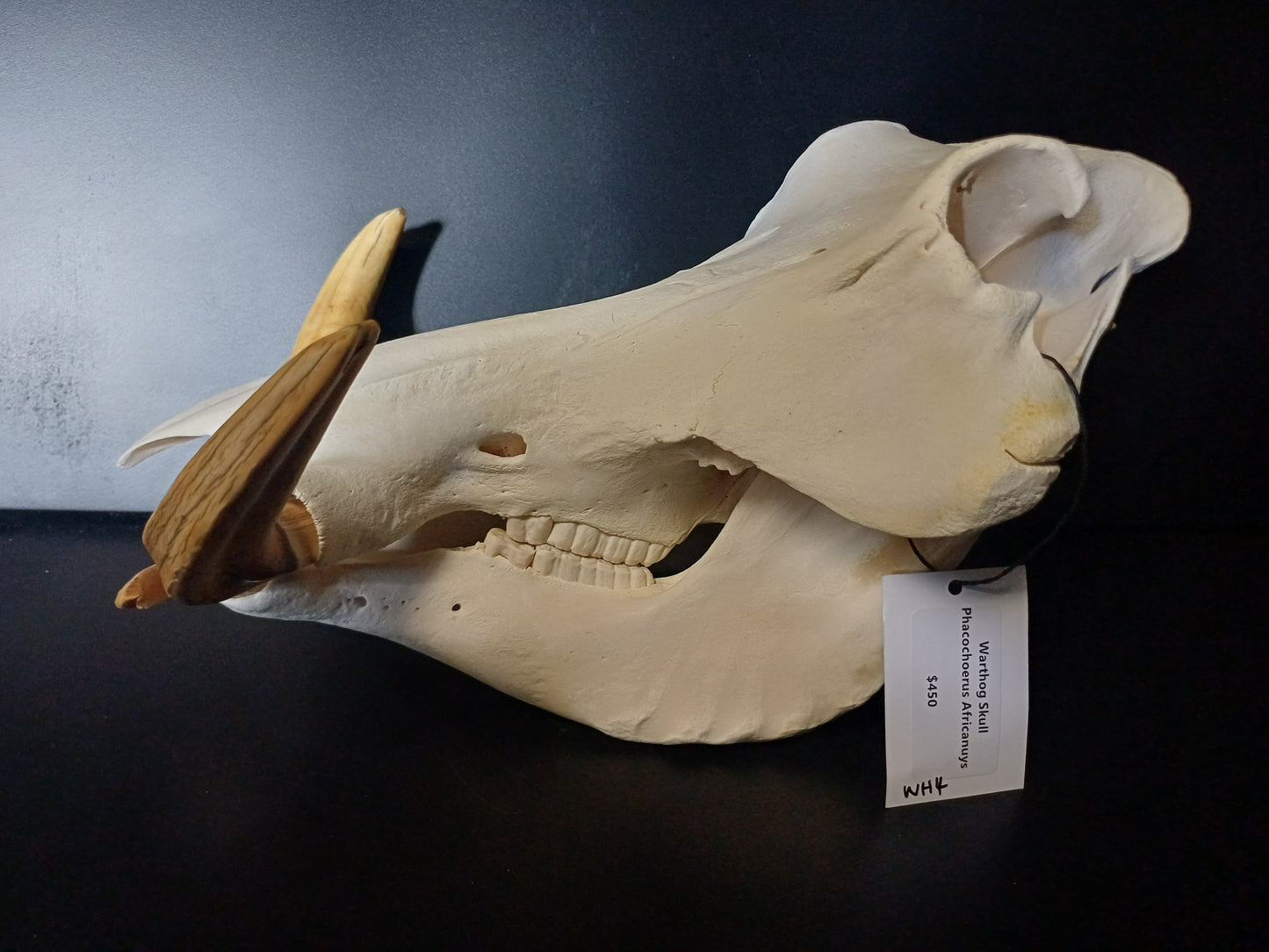 Warthog skull