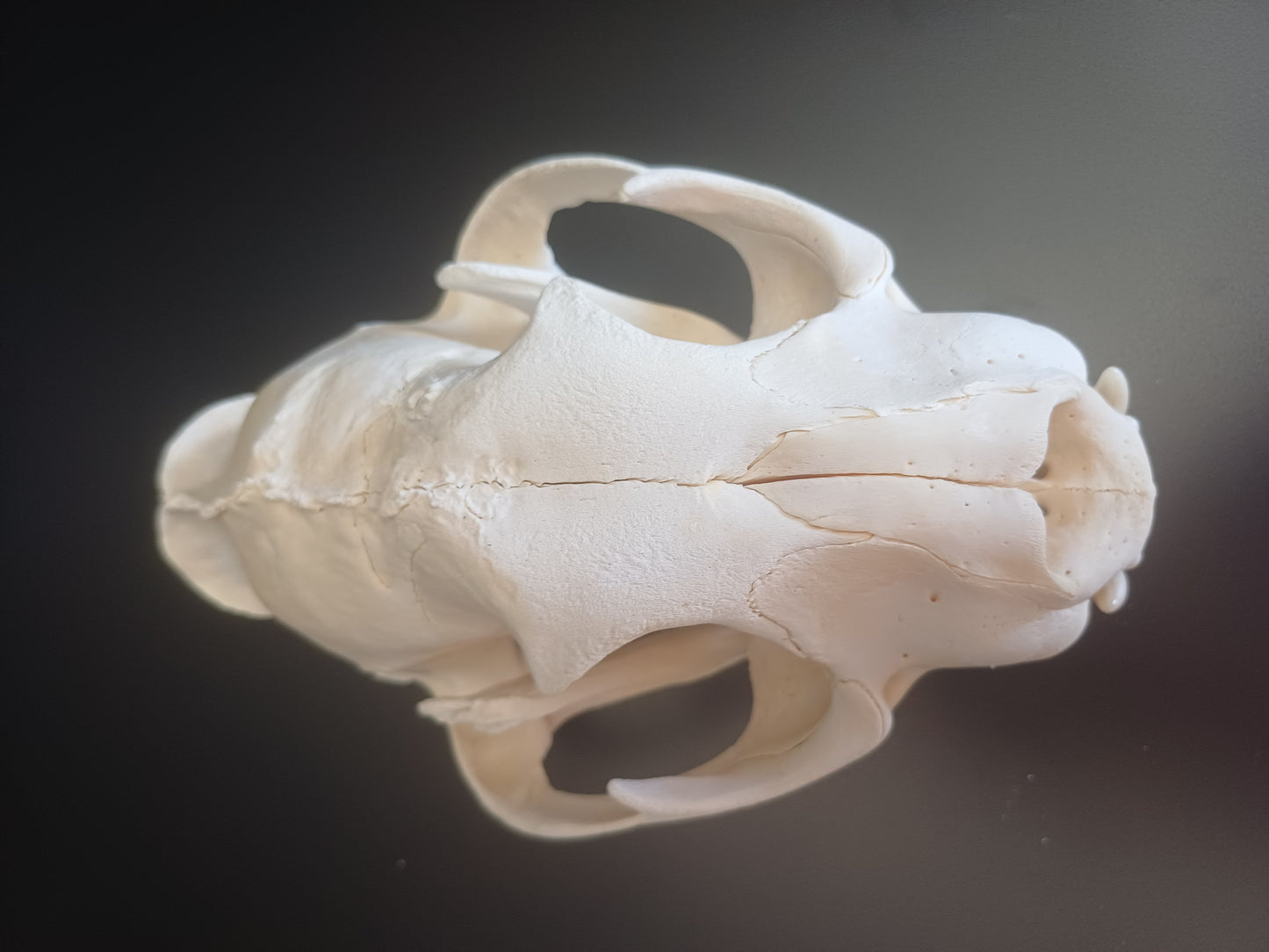 Cougar Skull