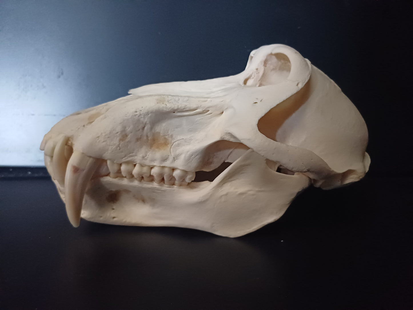 Chacma Baboon skull - male CITES
