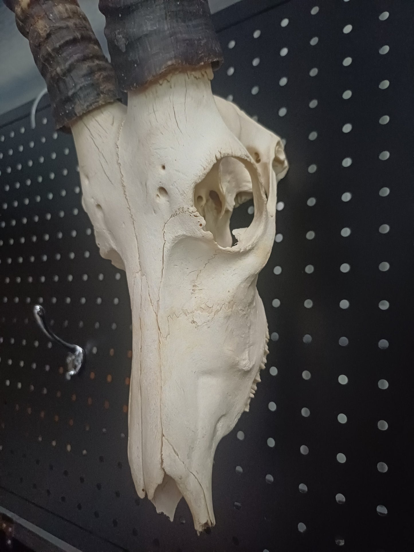 Blesbok skull