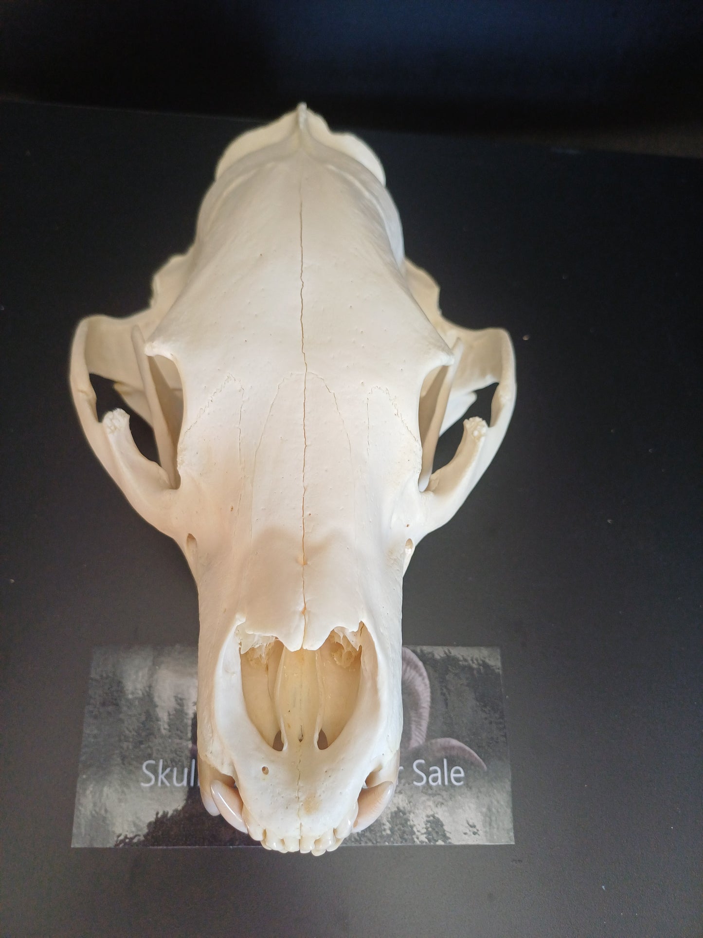 XL Black Bear skull