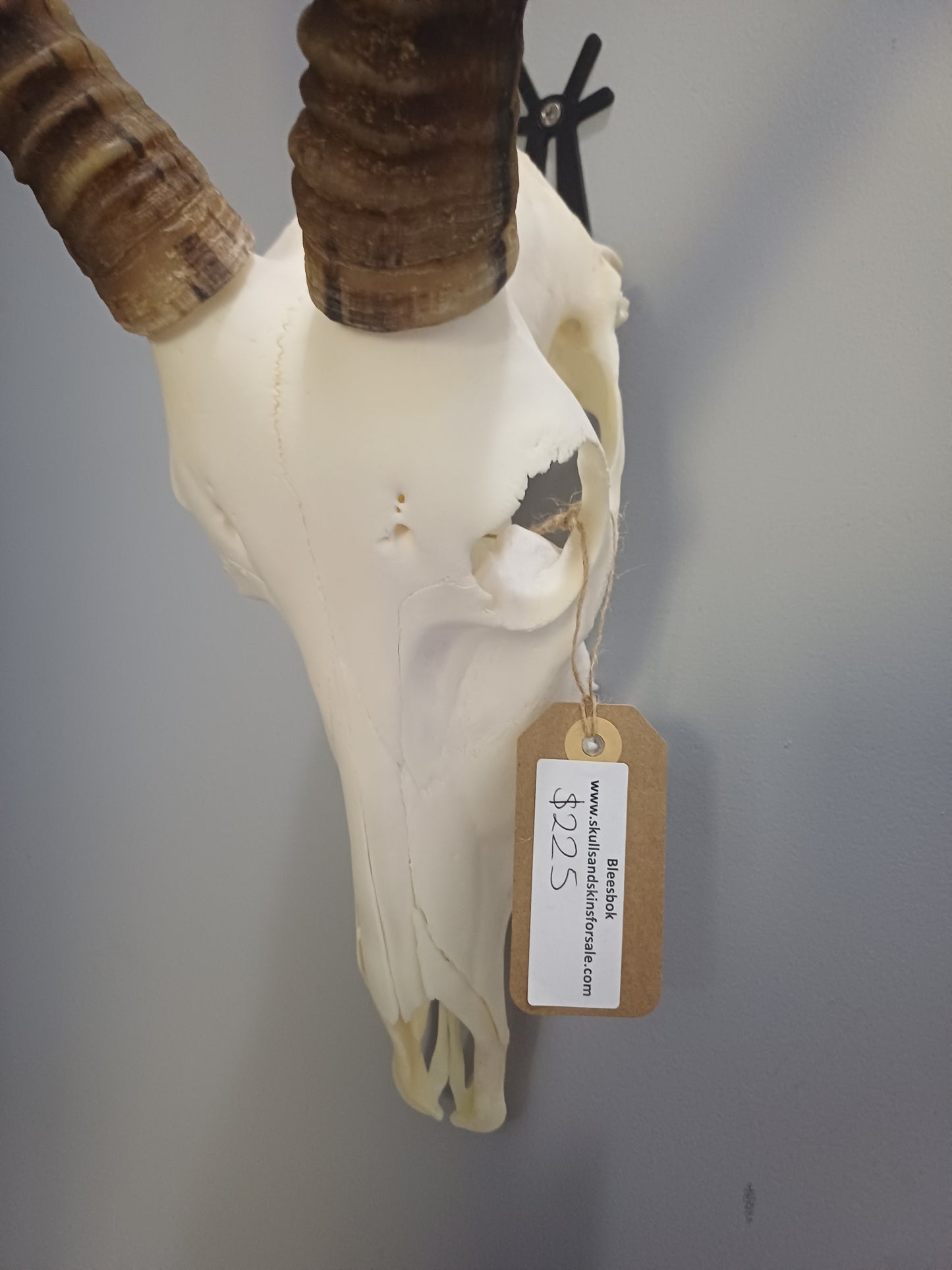 Blesbok skull