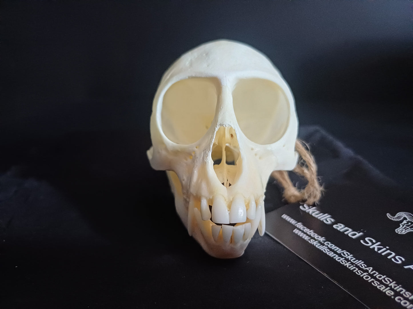 Vervet Monkey Skull - Male