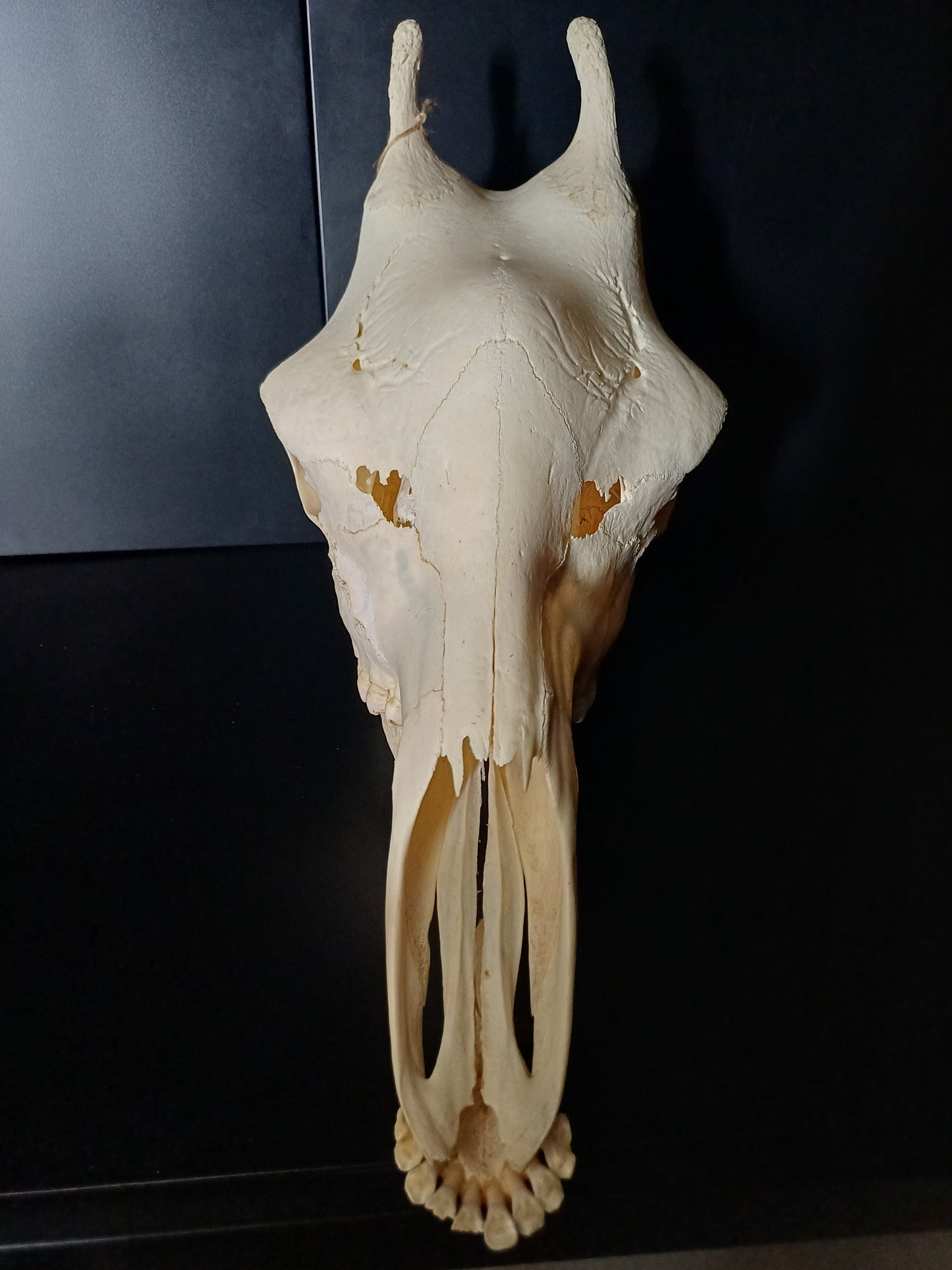 Female giraffe skull (CITES)