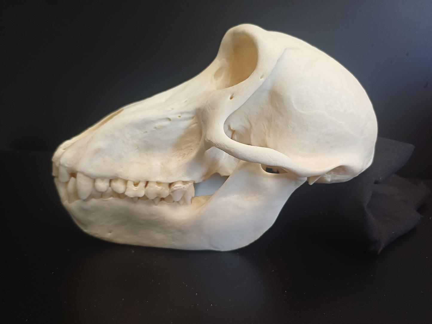 Chachma Baboon skull - female CITES